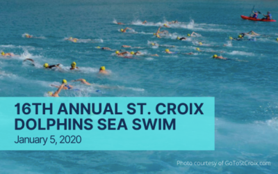 16th Annual St. Croix Dolphins Sea Swim