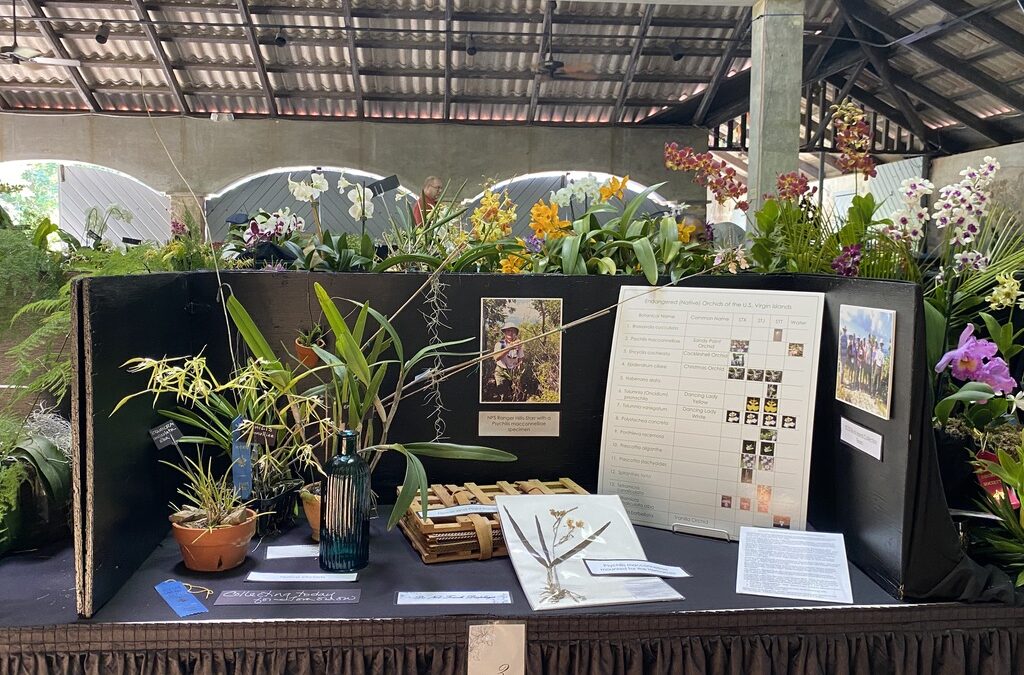 STX Orchid Show 2020 Interview
