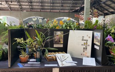 STX Orchid Show 2020 Interview