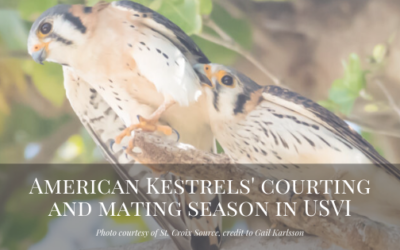 American Kestrels’ Courting and Mating Season in USVI