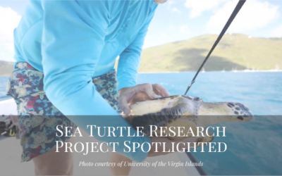 Sea Turtle Research Project Spotlighted