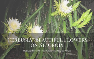 ‘Cereusly’ Beautiful Flowers on St. Croix