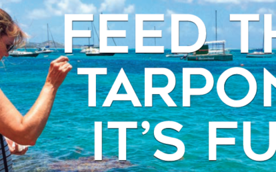 Tarpon “Show” at Christiansted Boardwalk