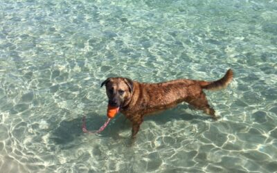 Keep Your Dog Cool in the Tropics