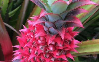 Beautiful Pink Pineapple