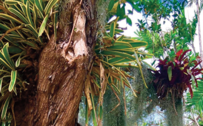 History & Beauty at the St. George Village Botanical Garden