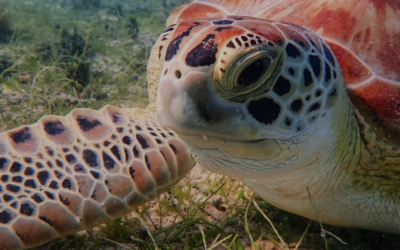 Turtle Talks at Sea Series Raise Marine Awareness