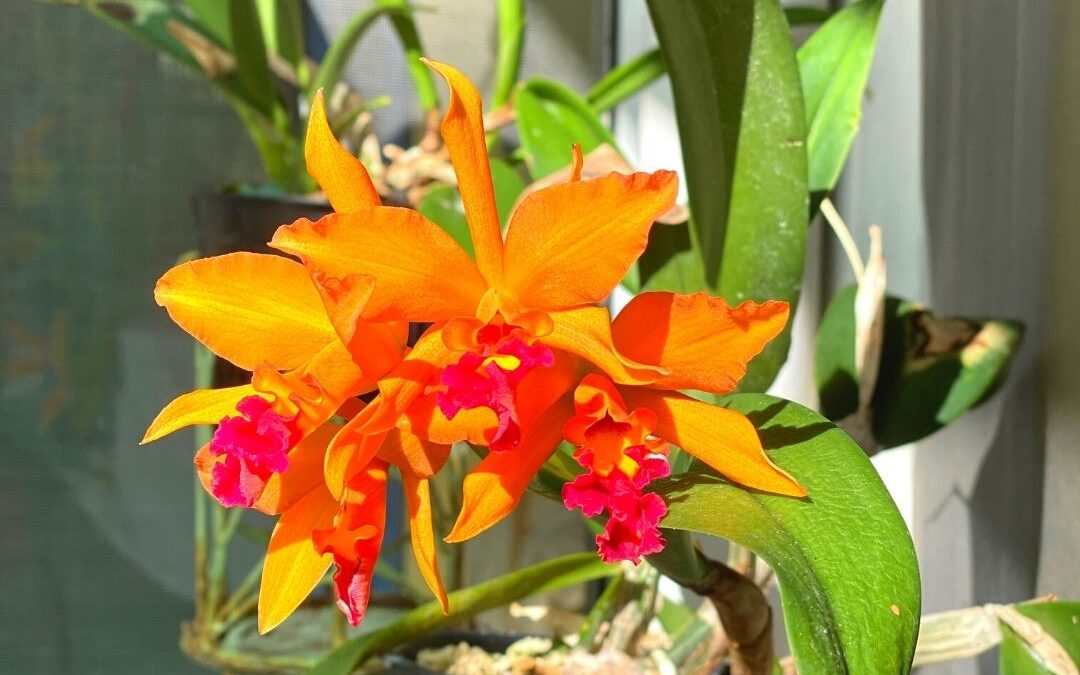 Orchid Show & Sale: A Crucian Orchid Jubilee!