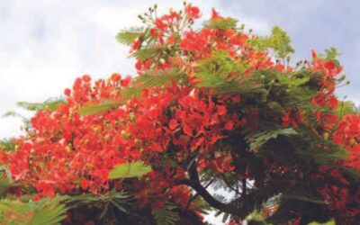 Flourishing Foliage on St. Croix: The Flamboyant Trees