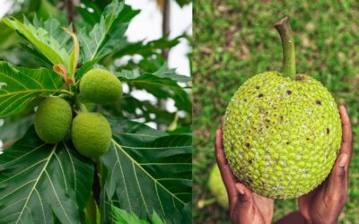 Breadfruit: A Global Future Food Trend?