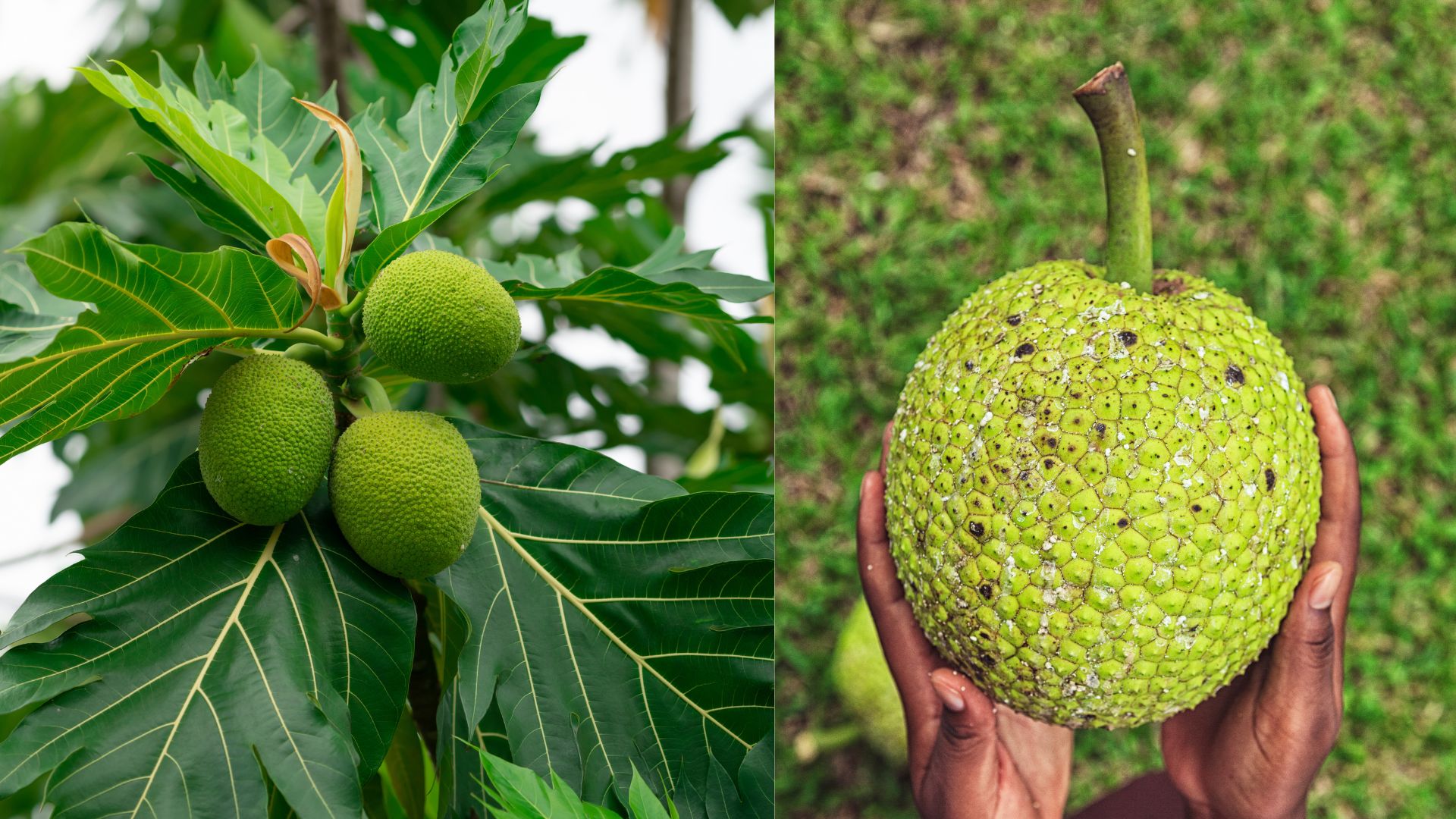Breadfruit: A Global Future Food Trend? - Chris and Christie Powers