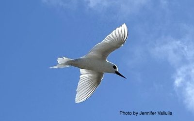 A White Tern Makes a Rare Appearance on St. Croix