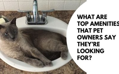 What are the top amenities that pet owners say they are looking for?