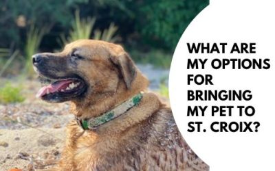 What are my options for bringing my pets to St. Croix?