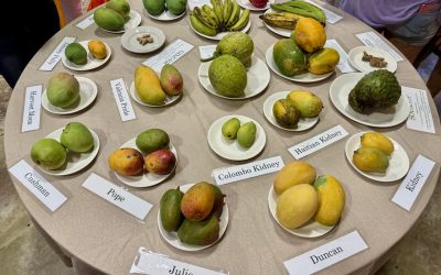 Mango Melee 2025 Festivities