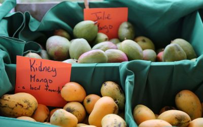 Mango Melee 2026: St. Croix’s Juiciest Celebration of Caribbean Fruit
